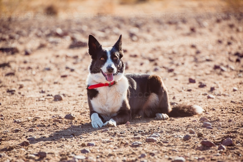 Border collie working dog sitting on a rocky terrain - Australian Stock Image