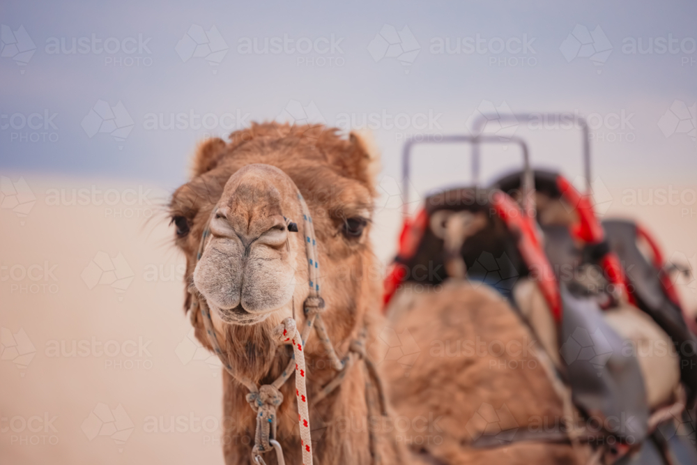 Bored looking camel sitting on the beach - Australian Stock Image