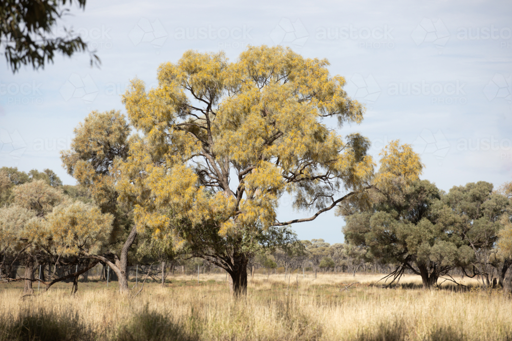 Boree/acacia tree in flower - Australian Stock Image