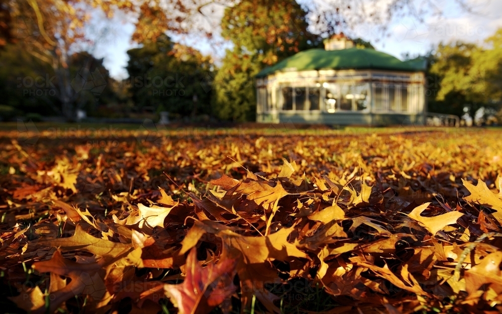 Botanical Gardens with bed of Autumn leaves in foreground - Australian Stock Image