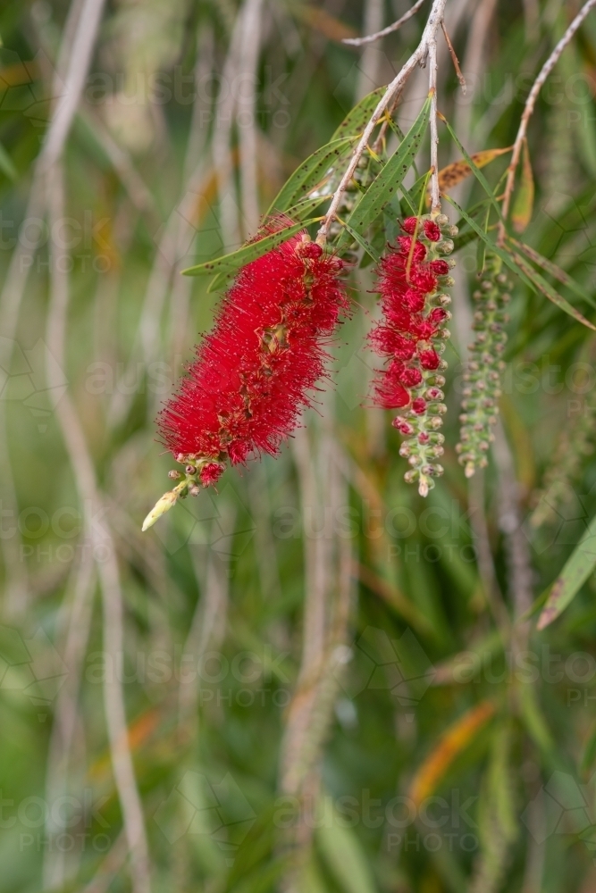 bottle brush - Australian Stock Image