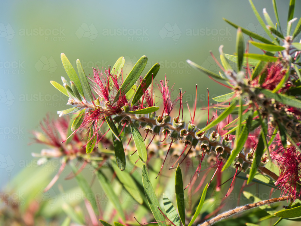 Bottlebrush (callistemon) flowers and leaves - Australian Stock Image