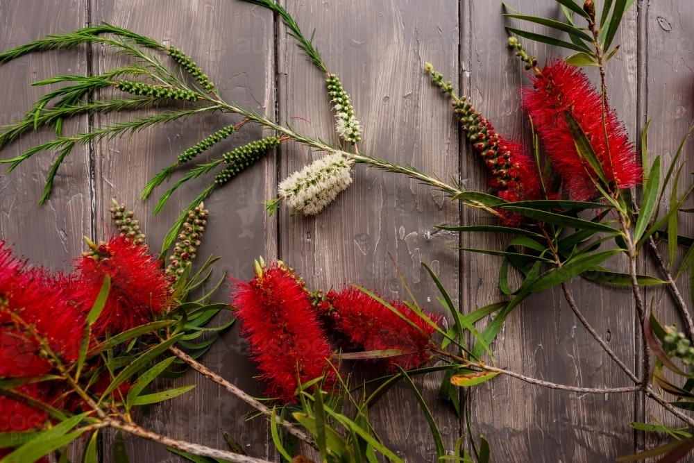bottlebrush flowers against a grey timber background - Australian Stock Image