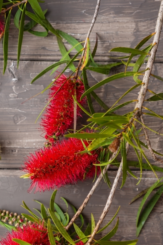 bottlebrush flowers against a grey timber background - Australian Stock Image
