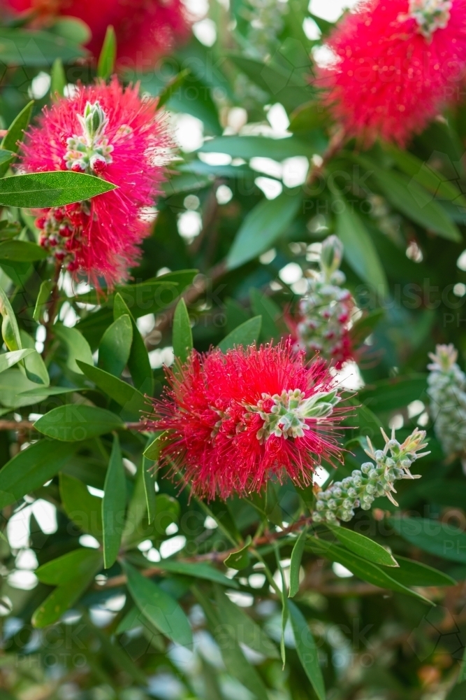 bottlebrush in full bloom - Australian Stock Image