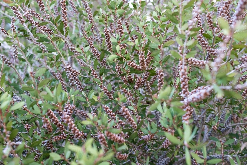 Bottlebrush seed pods in foliage - Australian Stock Image
