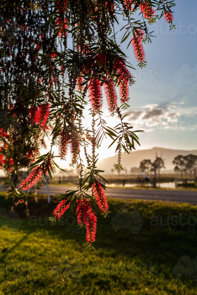 bottlebrush tree in flower with misty sunrise landscape on summer morning in Broke - Australian Stock Image