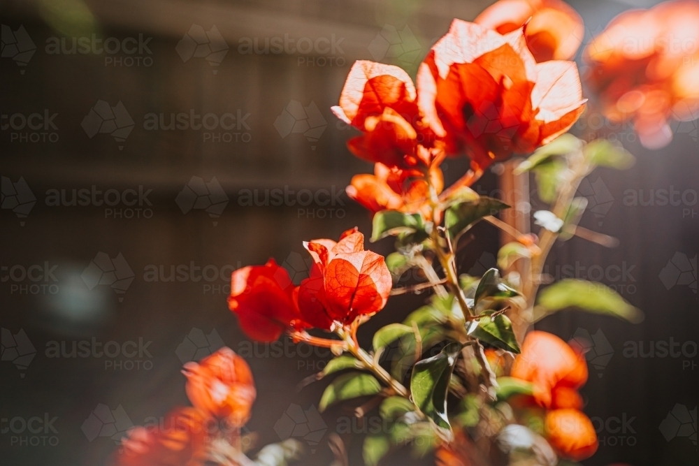 bougainvillea - Australian Stock Image