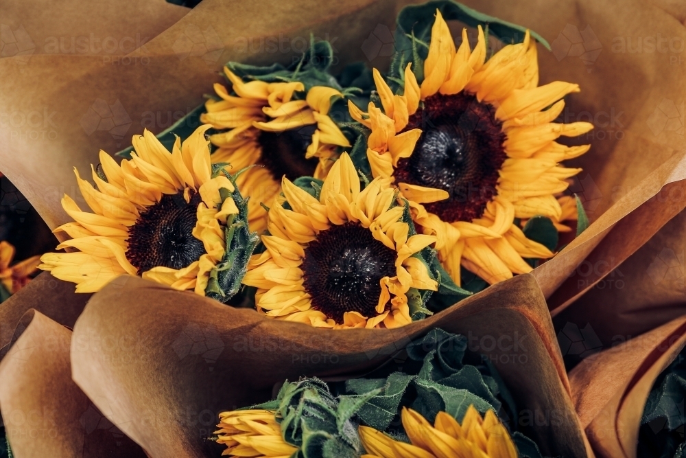 Bouquet of sunflowers wrapped in brown paper - Australian Stock Image