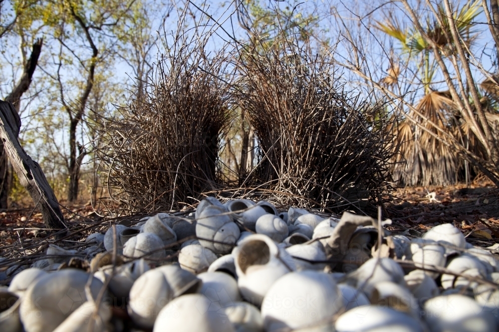 Bowerbird nest decorated with white shells - Australian Stock Image