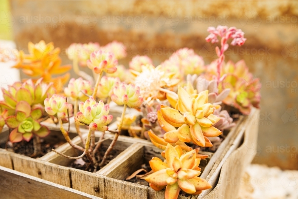 Box of colourful succulents side on - Australian Stock Image