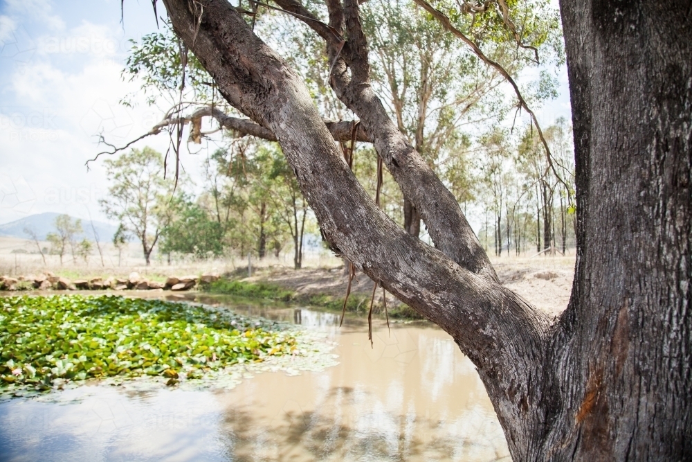 Image of Box tree beside farm dam - Austockphoto