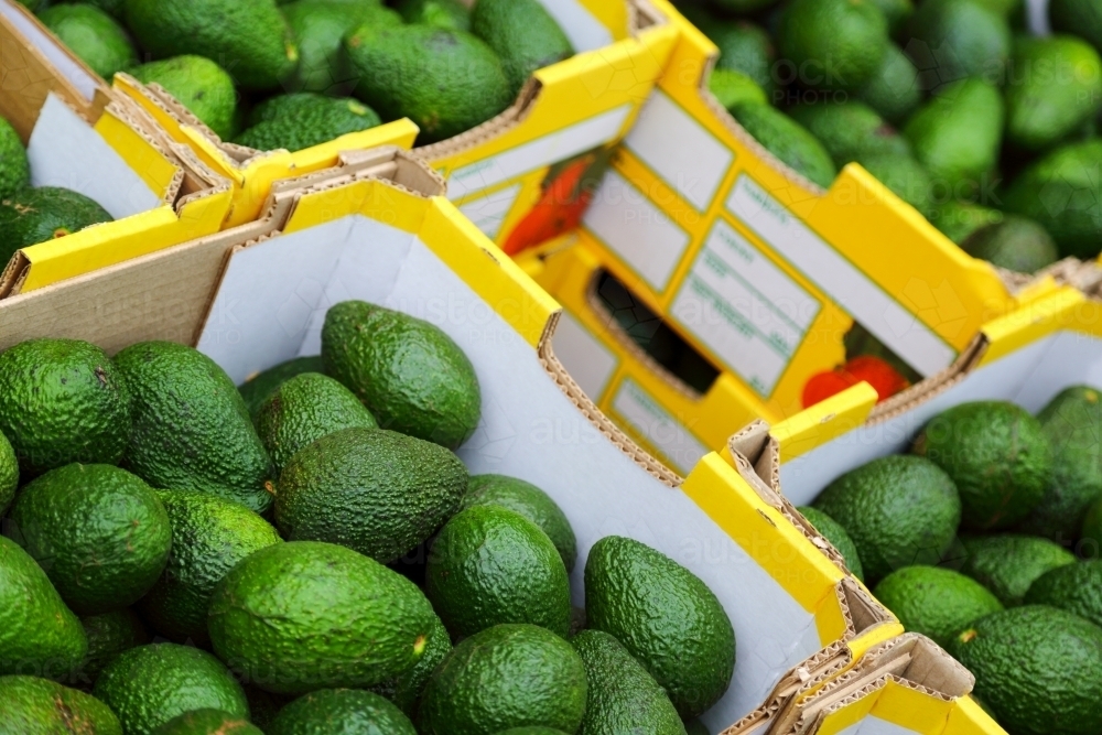 Avocado In Box Image of Boxes of fresh avocados - Austockphoto