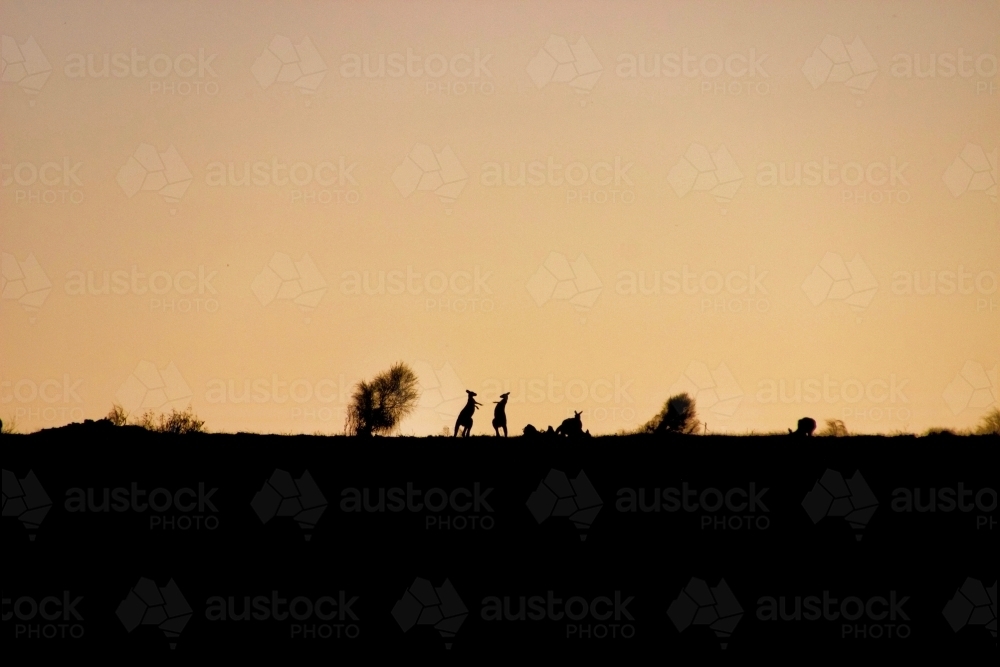 Boxing Kangaroos at Sunset - Australian Stock Image