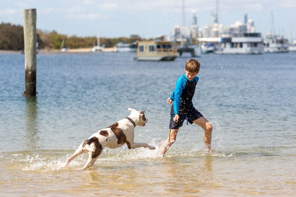 Boy and Dog at Beach - Australian Stock Image