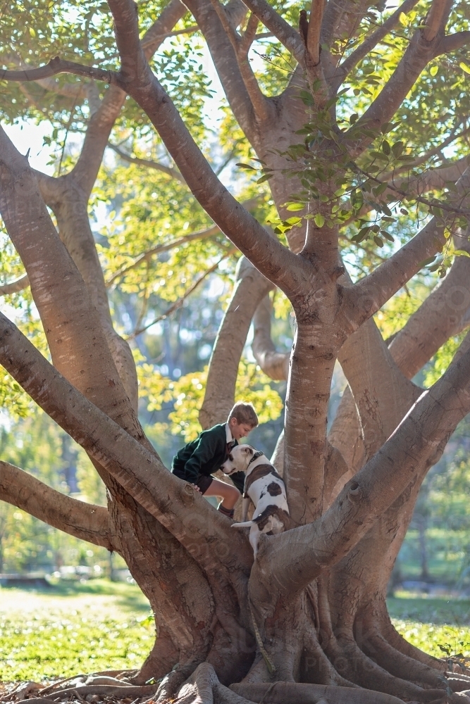 Image of Boy and dog climbing tree with sunlight in branches - Austockphoto