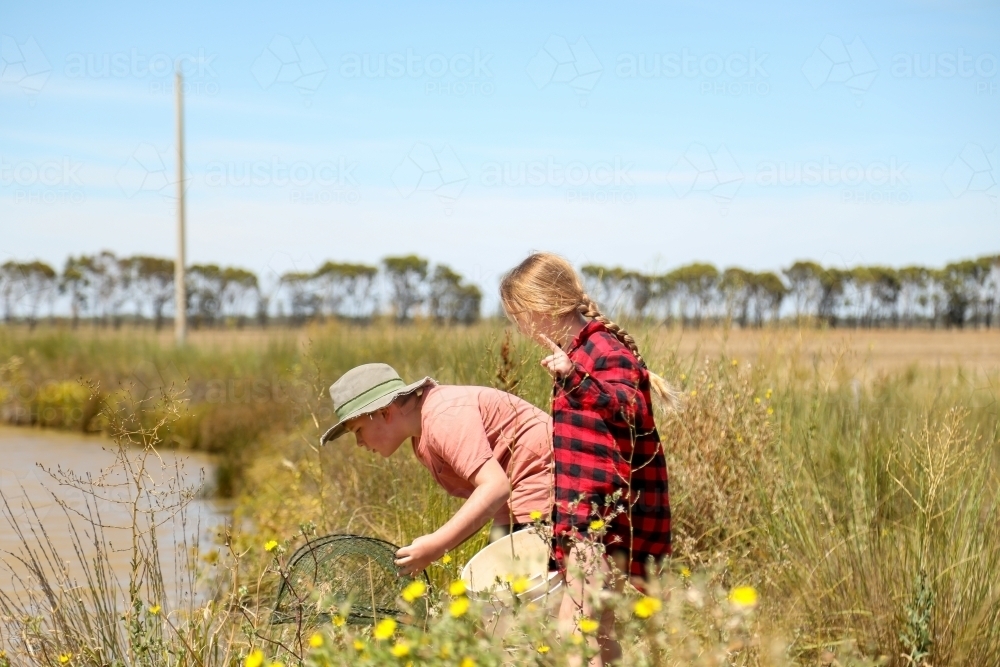 Boy and girl checking yabby nets in channel on farm - Australian Stock Image