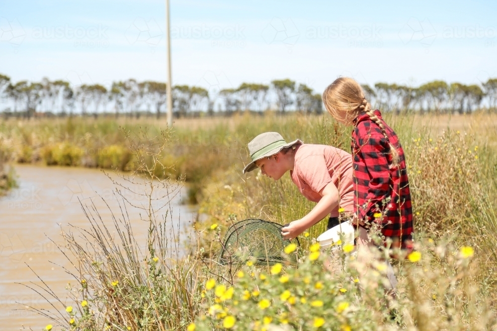 Boy and girl checking yabby nets in channel on farm - Australian Stock Image