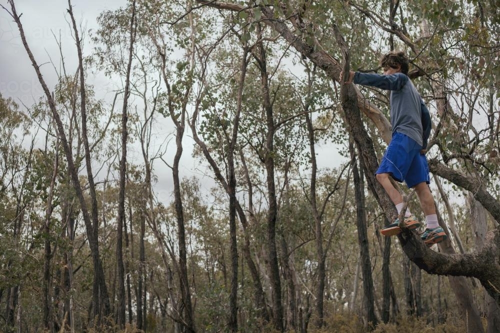Boy climbing gum tree in bush - Australian Stock Image