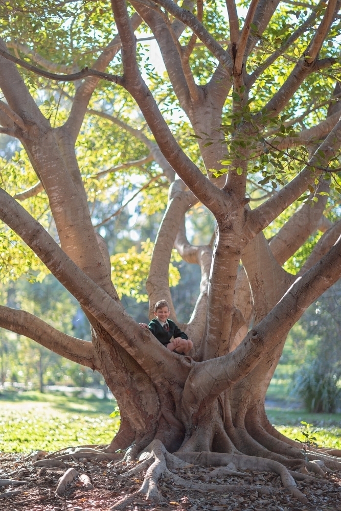 Boy climbing tree with sunlight in branches - Australian Stock Image