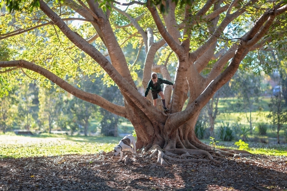 Boy climbing tree with sunlight in branches - Australian Stock Image