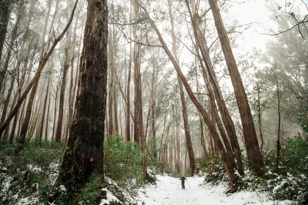 Boy cross-country snow skiing in Victoria's high country in winter - Australian Stock Image