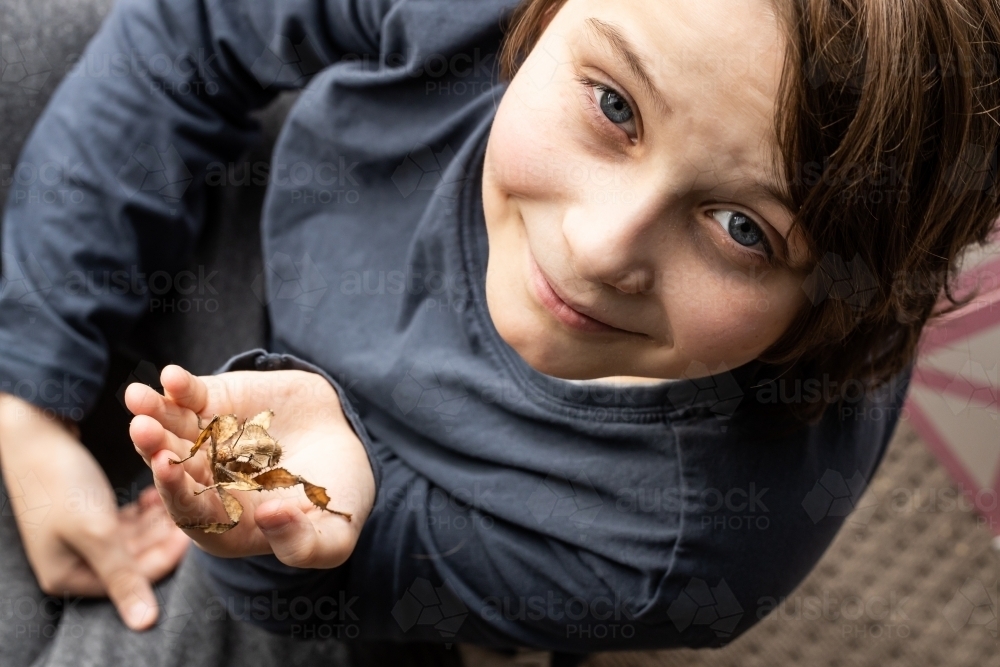 Boy holding a A juvenile female Australian spiny leaf insect, Extatosoma tiaratum - Australian Stock Image