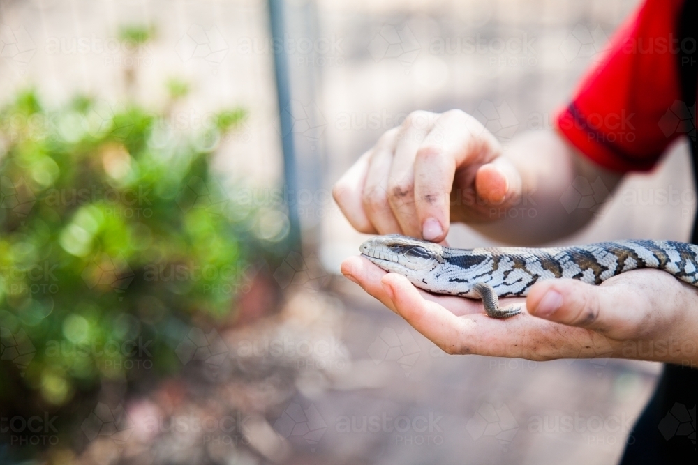 Boy holding blue tongue lizard in hand - Australian Stock Image