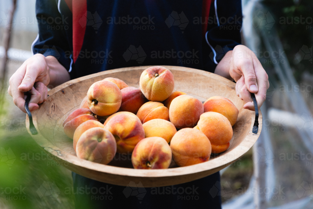 Boy holding bowl of freshly picked ripe peaches from a backyard fruit tree - Australian Stock Image