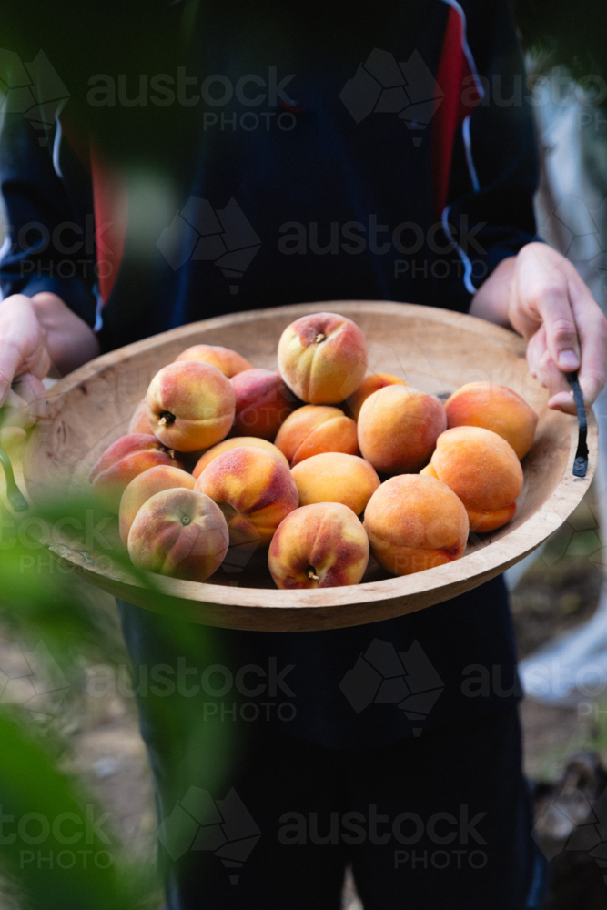 Boy holding bowl of freshly picked ripe peaches from a backyard fruit tree - Australian Stock Image