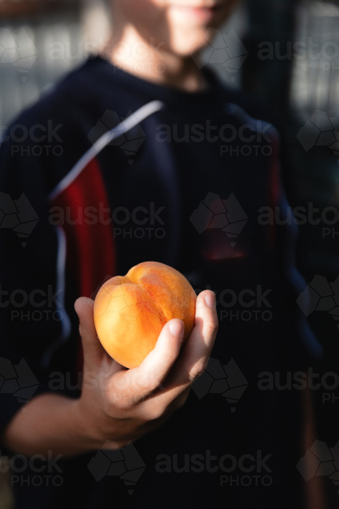 Boy holding freshly picked ripe peach from a backyard fruit tree in dappled sunlight - Australian Stock Image