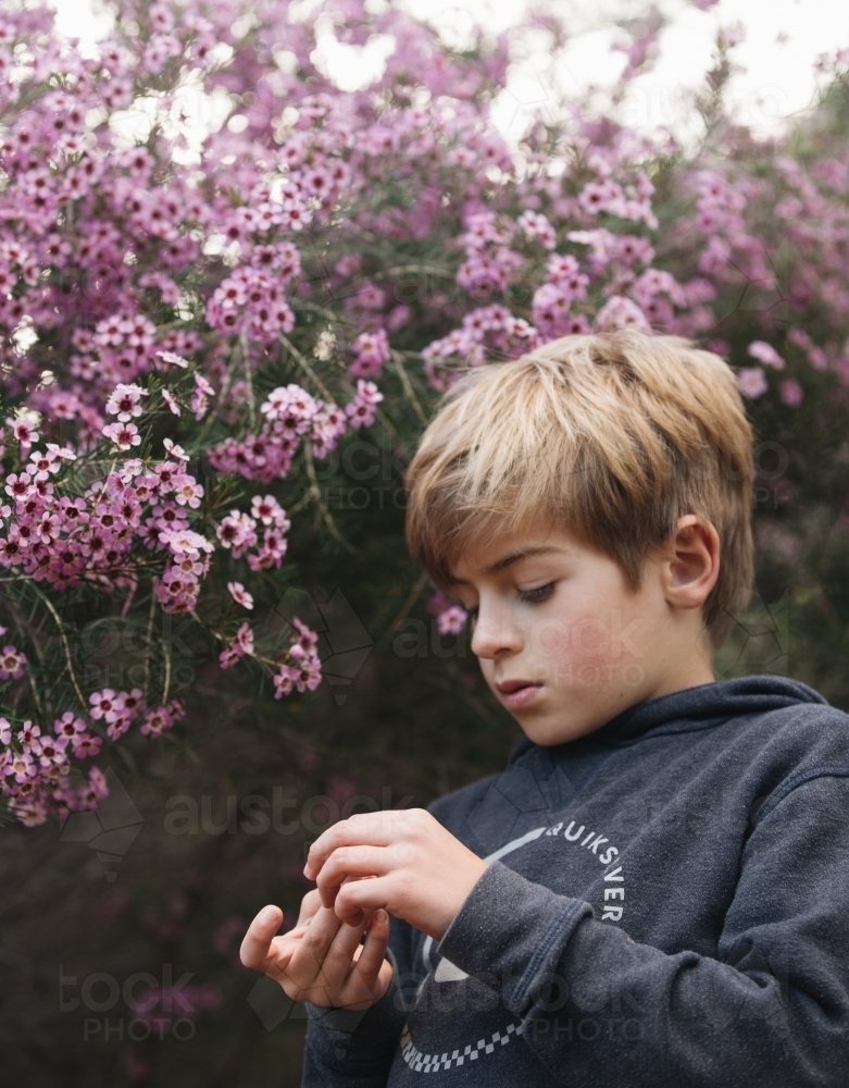 Boy looking at flowers - Australian Stock Image