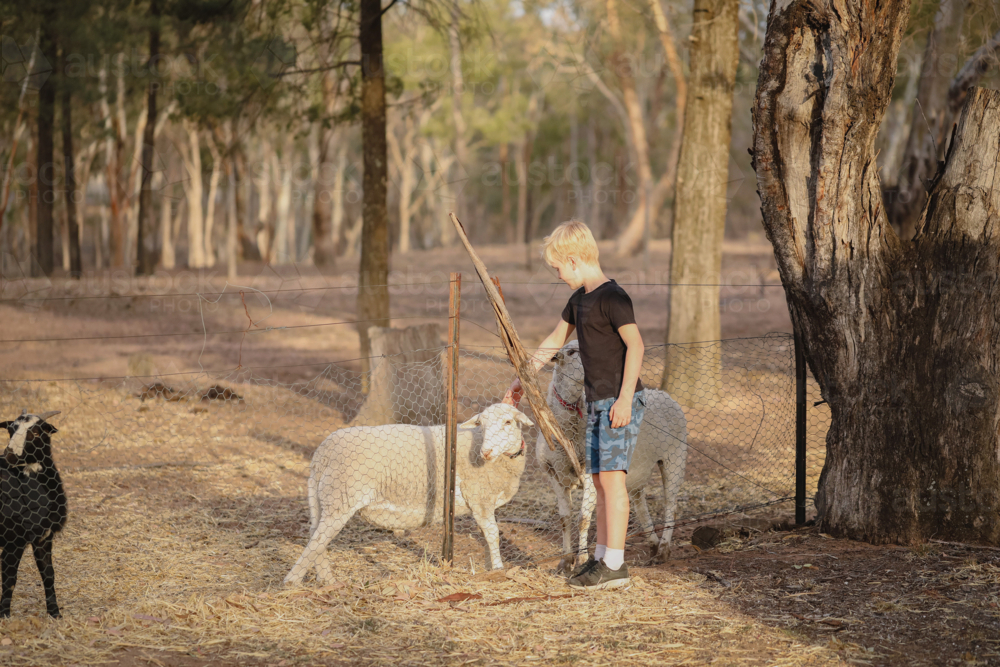 Boy patting sheep through fence on farm - Australian Stock Image
