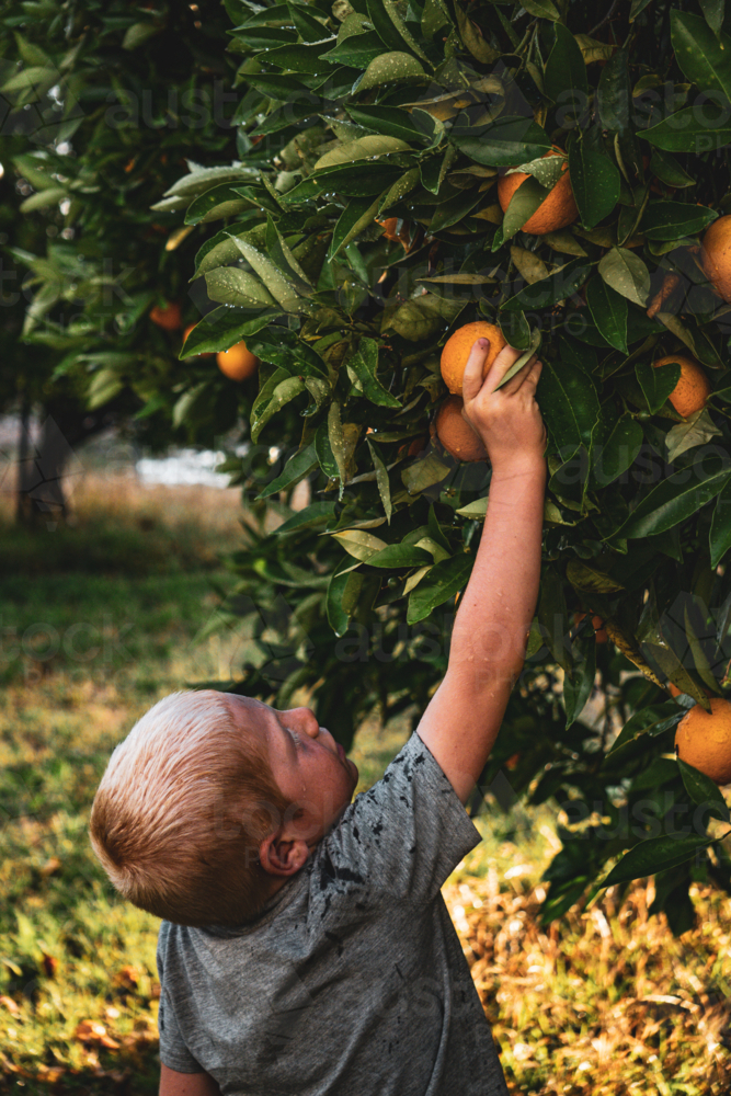 Boy picking oranges - Australian Stock Image