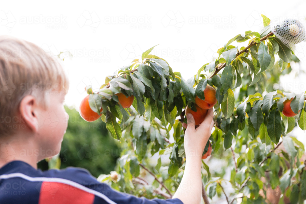 Boy picking ripe fruit from a backyard peach tree - Australian Stock Image