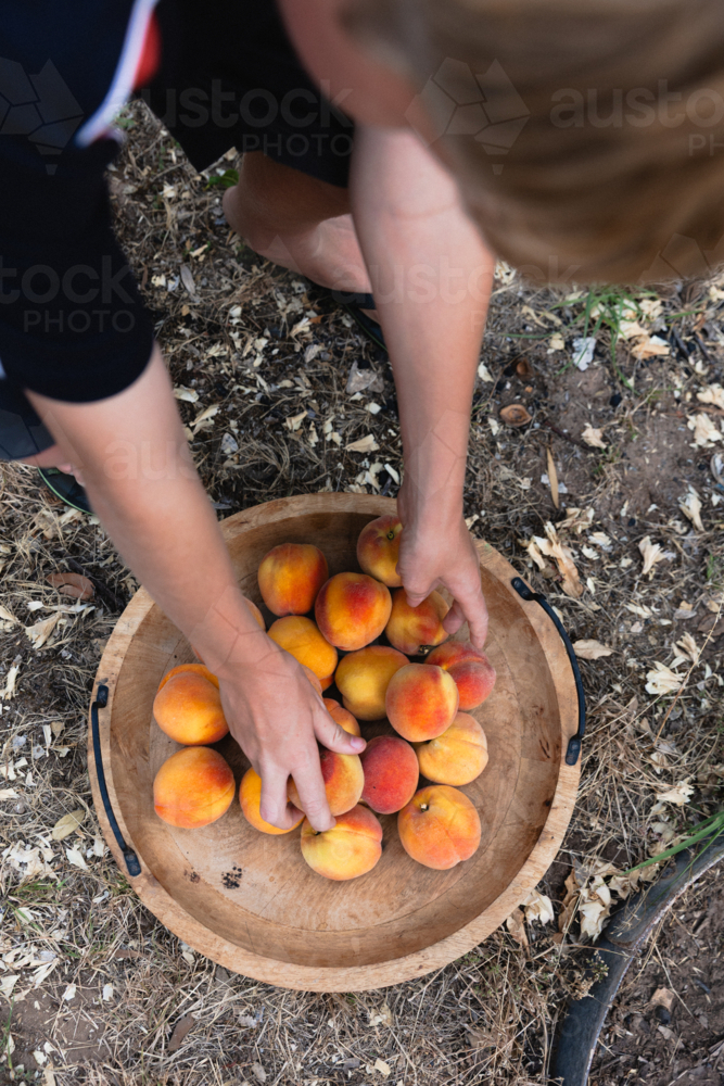 Boy placing freshly picked ripe peaches from a backyard fruit tree into wooden bowl - Australian Stock Image
