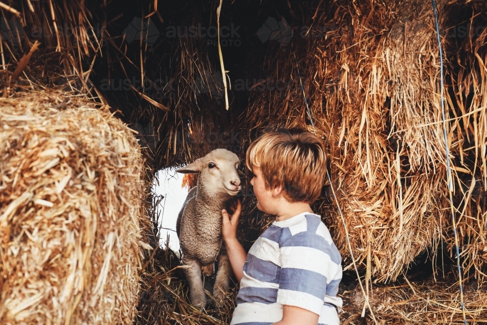 Boy playing in hay shed on farm with pet lamb - Australian Stock Image