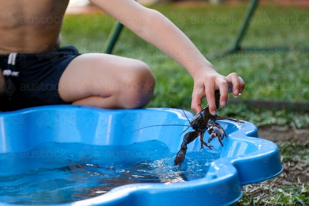 Boy playing with yabbies in backyard shell pool in summer - Australian Stock Image
