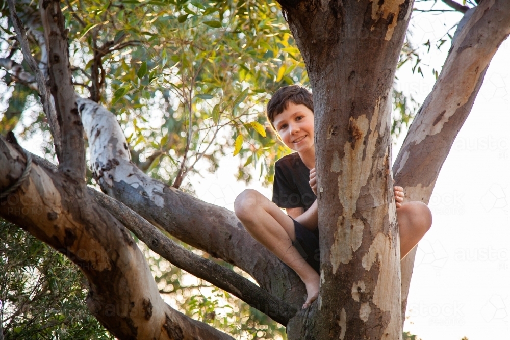 Boy sitting in gum tree smiling - Australian Stock Image