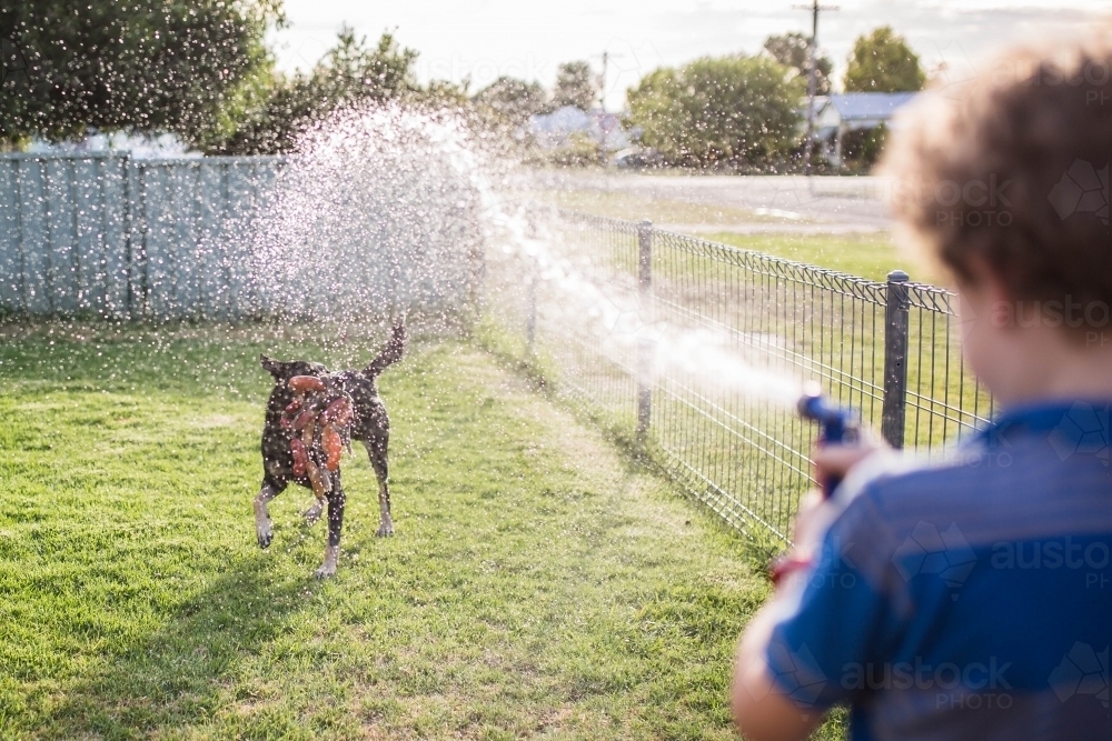 Boy spraying kelpie dog with water hose - Australian Stock Image