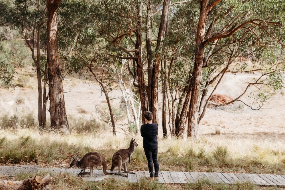 Boy standing next to wallabies on boardwalk - Australian Stock Image