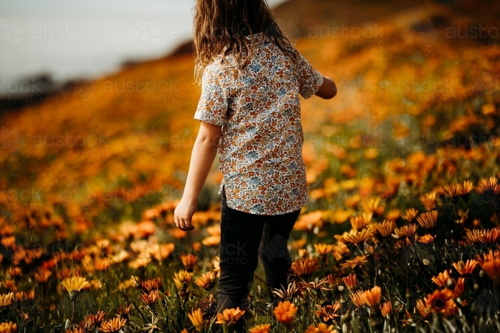 Boy walking in a field of flowers - Australian Stock Image