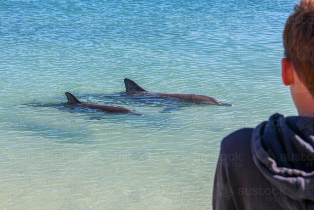 Boy watching two dolphins swimming at the waters surface - Australian Stock Image