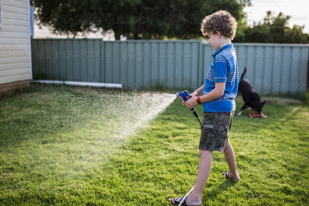 Boy watering green lawn with hose watched by kelpie dog with toy - Australian Stock Image