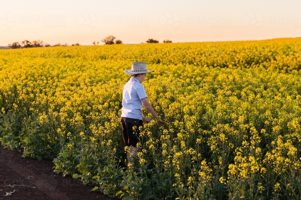 Boy wearing hat walking into canola paddock on farm - Australian Stock Image