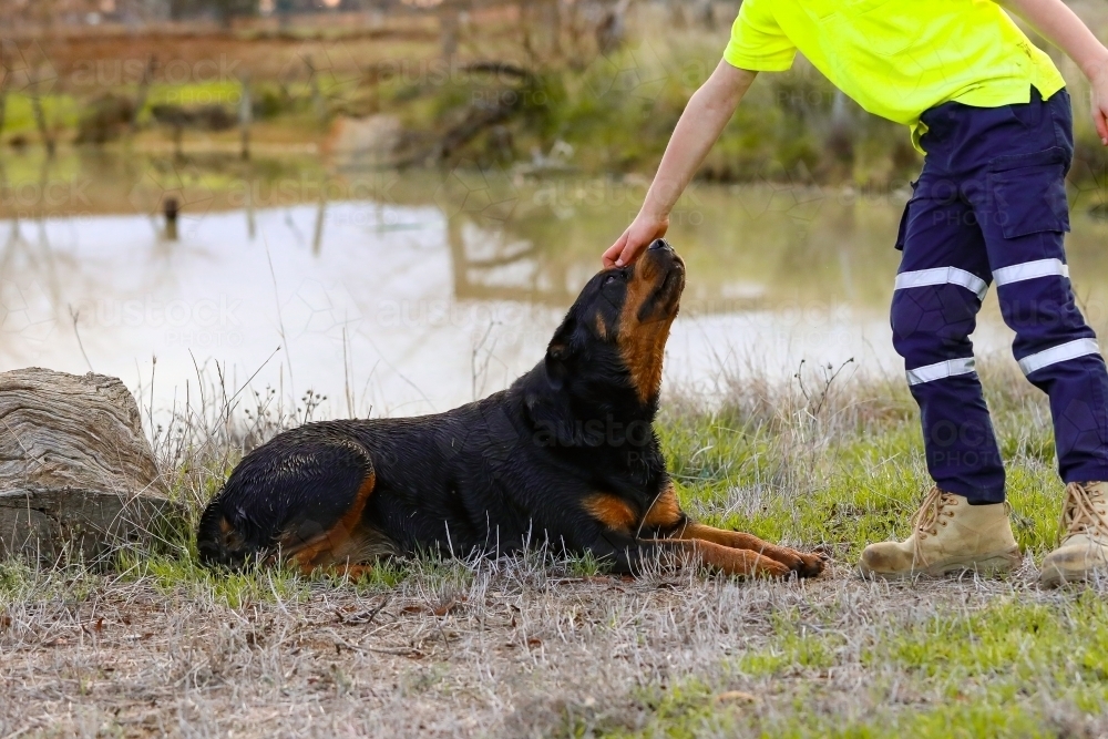 Boy wearing hi-vis shirt scratching rottweiler dog on the nose - Australian Stock Image