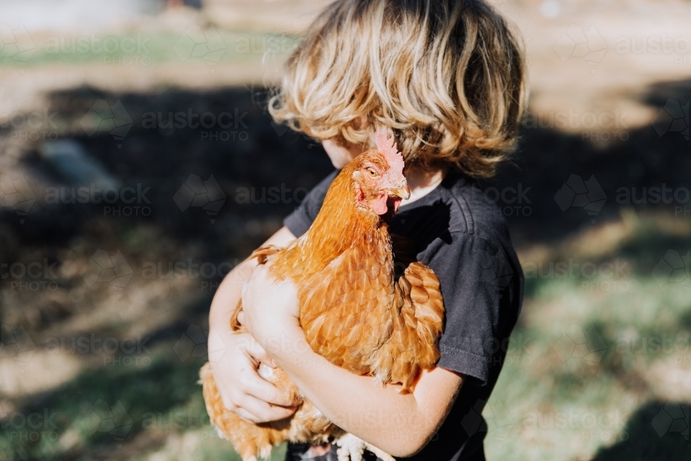 Boy with chicken - Australian Stock Image
