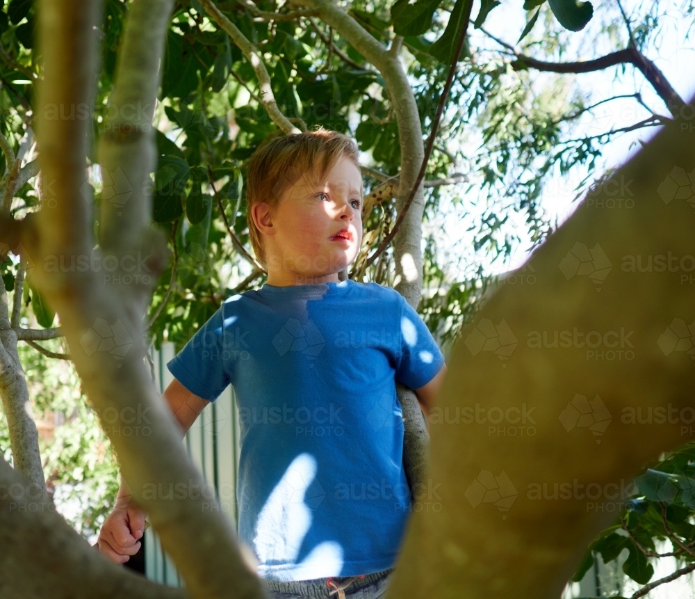 Image of Boy with Down Syndrome in Tree - Austockphoto