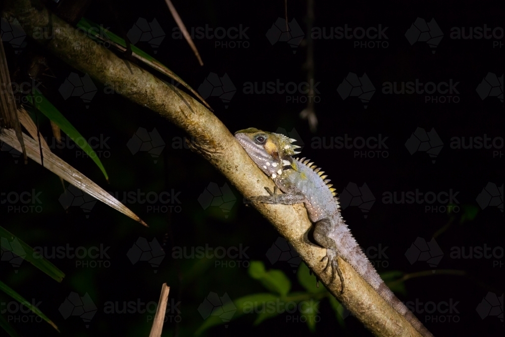 Boyd's Forest Dragon in a tropical forest at night - Australian Stock Image