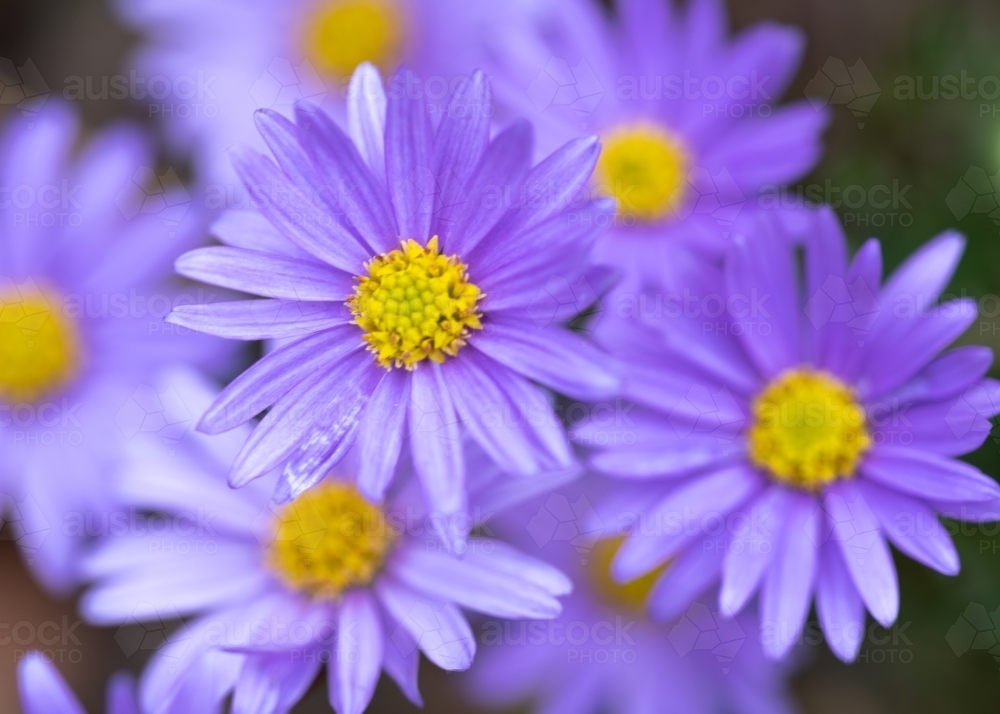 Brachyscome Purple Daisy - Australian Stock Image
